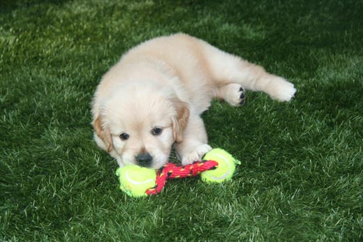 pet-turf-1