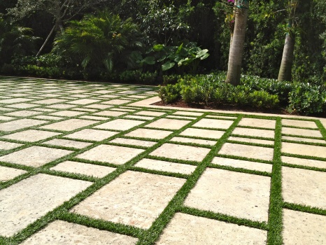 Lawn Article Grass